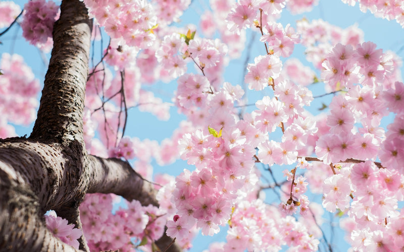 Pink cherry blossoms, personalized Mother's Day gifts