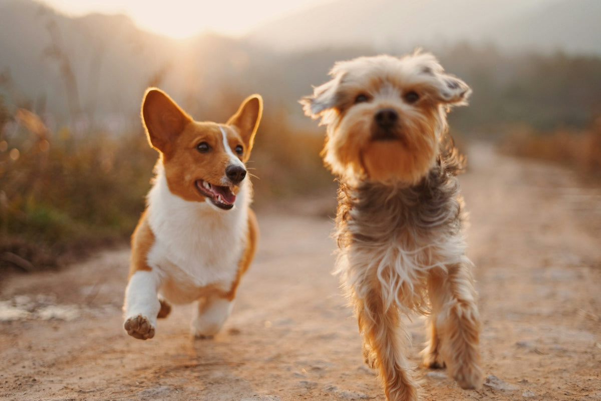 Personalized pet gifts: two happy dogs running